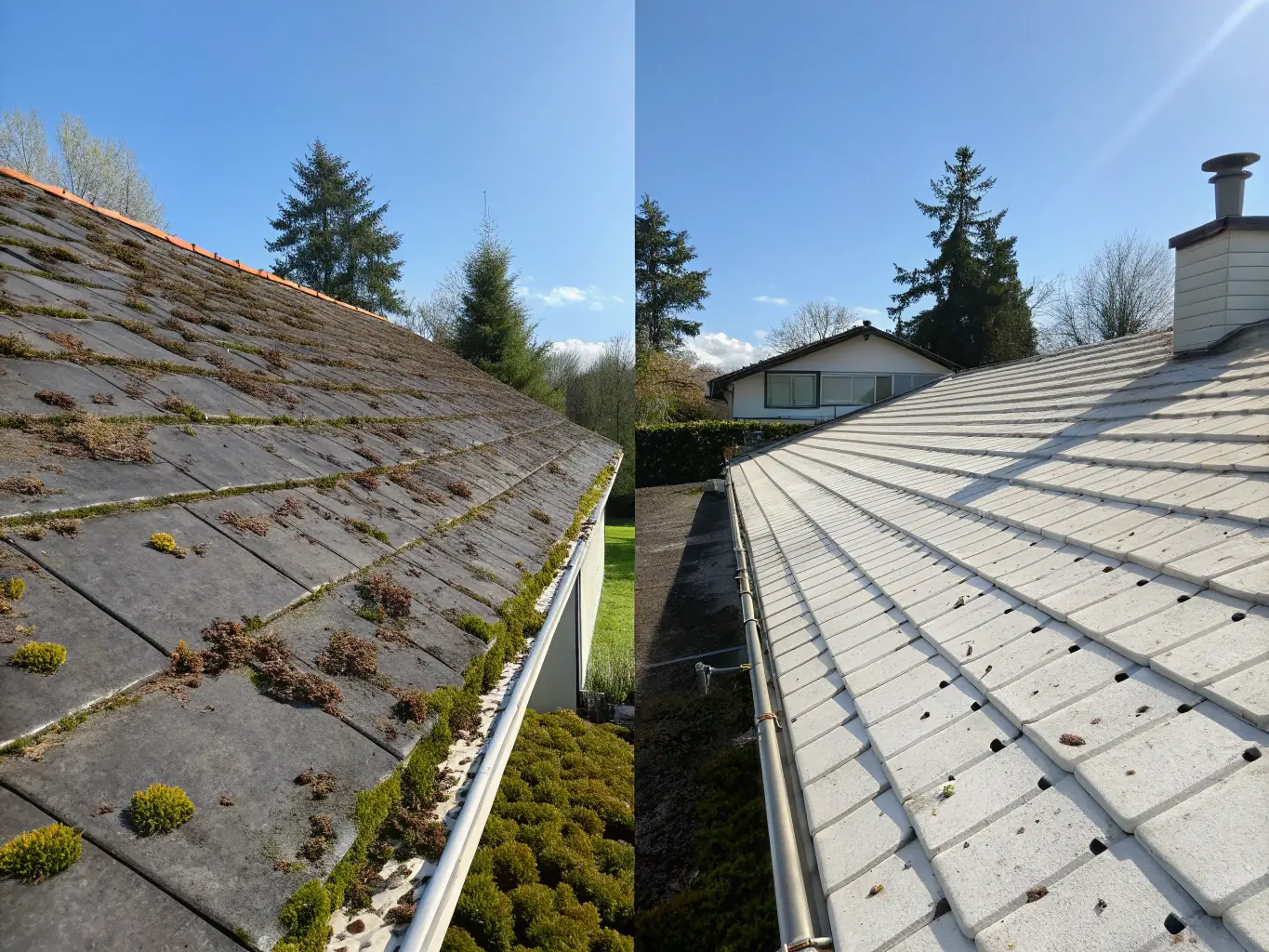 A before-and-after photo of a tile roof, demonstrating the removal of dirt and organic growth, revealing the clean and vibrant tiles.